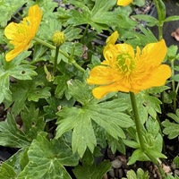 Ranunculus montanus 'Molten Gold'